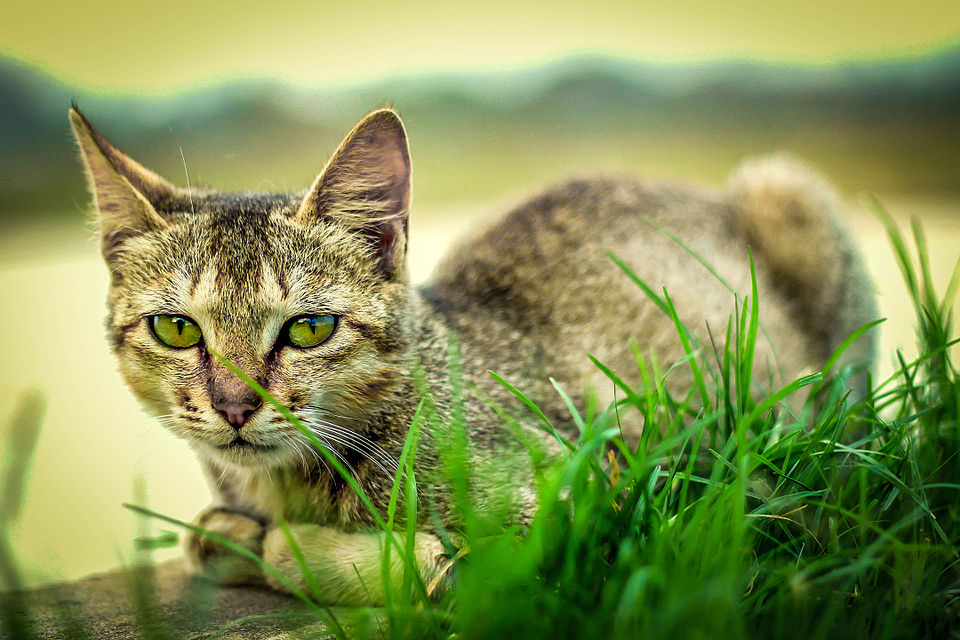 A beautiful cat!